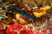 Nembrotha kubaryana-Moga Island Pak Kasim-8m-20180530-Denis-ADER-DSC_2355_tn
